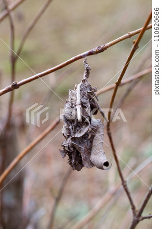Bagworms that have plummeted Bagworms that have plummeted 110620666