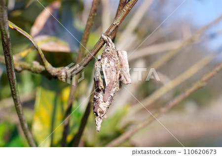 Bagworms that have plummeted Bagworms that have plummeted 110620673