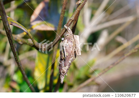 暴跌的蟲 110620677