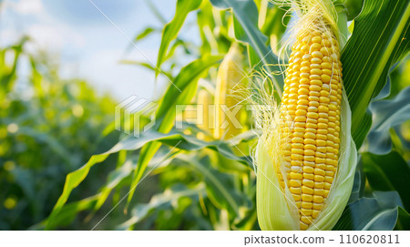 corn and copy space 110620811