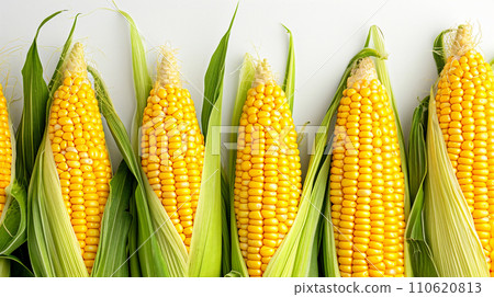 corn and copy space 110620813