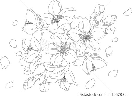 背景材料<花/櫻花(部分/叢)和花瓣1/單色/線條圖> 背景材料<花/櫻花(部分/叢)和花瓣1/單色/線條圖> 110620821
