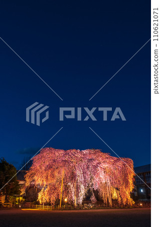 Weeping cherry blossoms at Kihara School (lighted up) 110621071