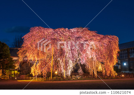 Weeping cherry blossoms at Kihara School (lighted up) 110621074