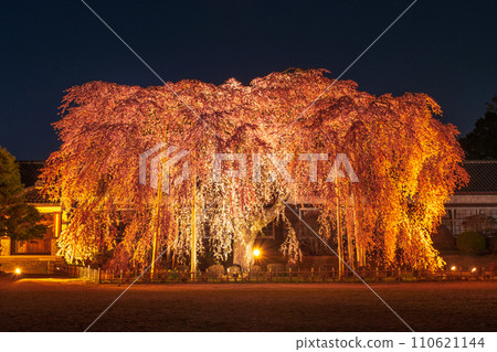 Weeping cherry blossoms at Kihara School (lighted up) Weeping cherry blossoms at Kihara School (lighted up) 110621144