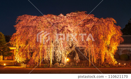 木原學校的垂枝櫻花（亮燈） 110621170