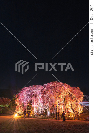 Weeping cherry blossoms at Kihara School (lighted up) Weeping cherry blossoms at Kihara School (lighted up) 110621204