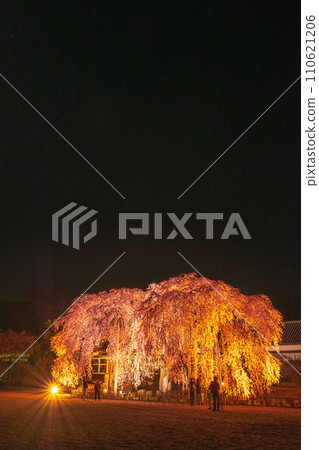 Weeping cherry blossoms at Kihara School (lighted up) Weeping cherry blossoms at Kihara School (lighted up) 110621206