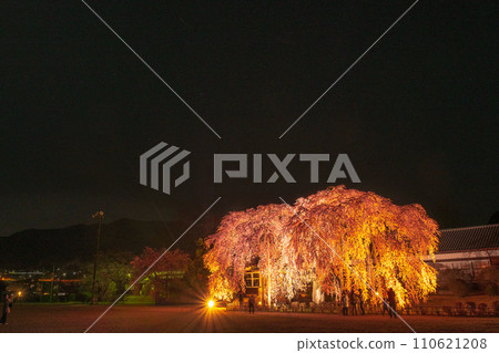Weeping cherry blossoms at Kihara School (lighted up) 110621208