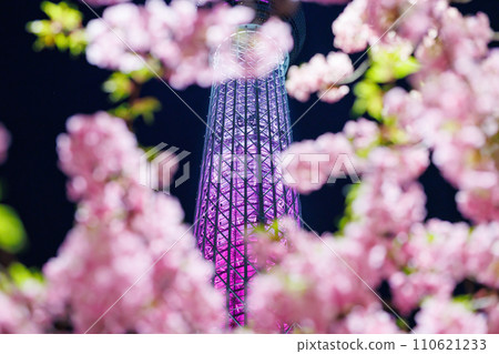 東京天空樹河津櫻花點燈 東京天空樹河津櫻花點燈 110621233