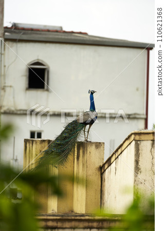 Majestic peacock perched on urban wall, displaying plumage against building backdrop. Wildlife coexists within cityscape, highlighting nature's resilience and beauty. Majestic peacock perched on urban wall, displaying plumage against building backdrop. Wildlife coexists within cityscape, highlighting nature's resilience and beauty. 110621368