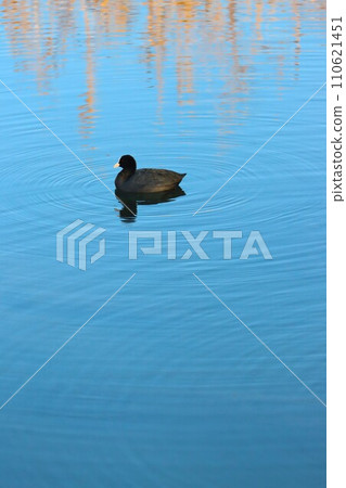 Scenery of a single water bird spending time elegantly on the Koma River in Sakado City 110621451