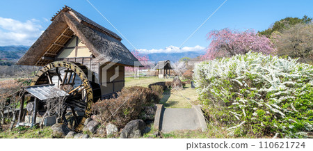 ``Yamanashi Prefecture'' Clear skies and cherry blossom blooming scenery at Suisha-no-Sato Park 110621724