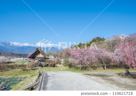 ``Yamanashi Prefecture'' Clear skies and cherry blossom blooming scenery at Suisha-no-Sato Park ``Yamanashi Prefecture'' Clear skies and cherry blossom blooming scenery at Suisha-no-Sato Park 110621728