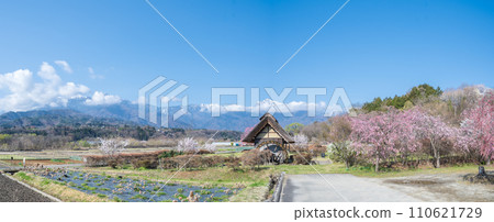 ``Yamanashi Prefecture'' Clear skies and cherry blossom blooming scenery at Suisha-no-Sato Park 110621729