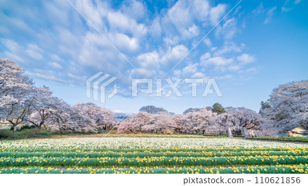 山梨縣實相寺的櫻花和約 80,000 株喇叭水仙花 110621856