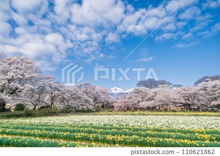 山梨縣實相寺的櫻花和約 80,000 株喇叭水仙花 110621862