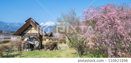 ``Yamanashi Prefecture'' Clear skies and cherry blossom blooming scenery at Suisha-no-Sato Park ``Yamanashi Prefecture'' Clear skies and cherry blossom blooming scenery at Suisha-no-Sato Park 110621896