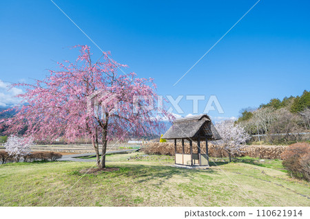 ``Yamanashi Prefecture'' Clear skies and cherry blossom blooming scenery at Suisha-no-Sato Park 110621914
