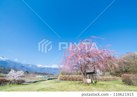 ``Yamanashi Prefecture'' Clear skies and cherry blossom blooming scenery at Suisha-no-Sato Park 110621915