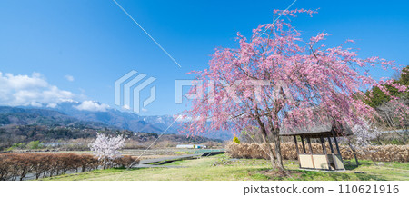 ``Yamanashi Prefecture'' Clear skies and cherry blossom blooming scenery at Suisha-no-Sato Park ``Yamanashi Prefecture'' Clear skies and cherry blossom blooming scenery at Suisha-no-Sato Park 110621916