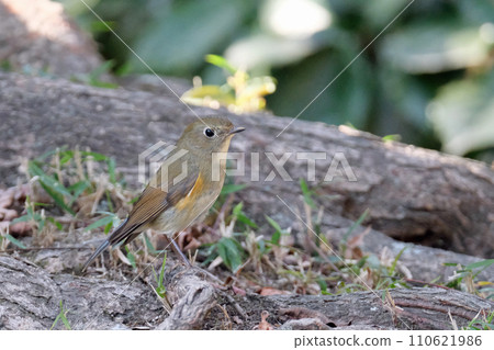 Ruribitaki（女） 110621986