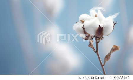 Cotton flower branch on soft pastel background, soft cotton flowers with copy space Cotton flower branch on soft pastel background, soft cotton flowers with copy space 110622155