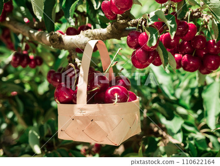 Still life of cherries in wicker basket in garden 110622164