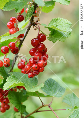 Red currant 110622187