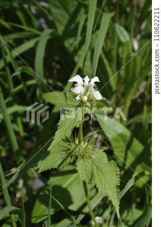 White archangel 110622211