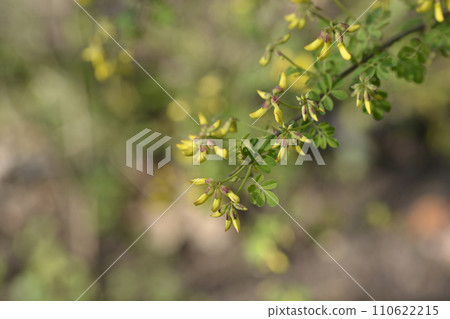 Vetch-like coronilla Vetch-like coronilla 110622215