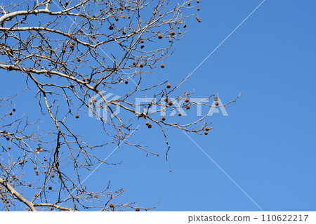 London plane London plane 110622217