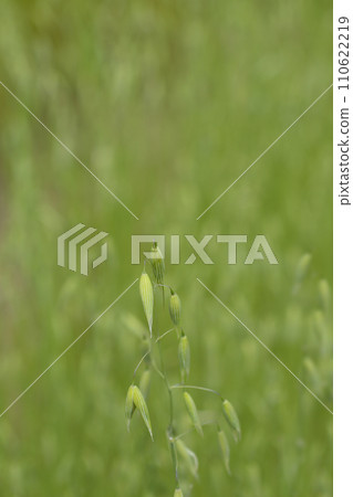 Common oat Common oat 110622219