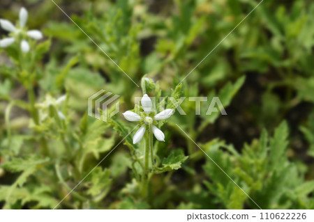 Sting lily Sting lily 110622226