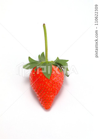 草莓彌生姬 草莓彌生姬 110622309