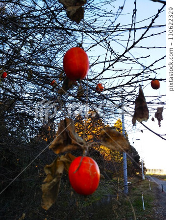 Winter stroll - cheerful orange crow gourd 110622329