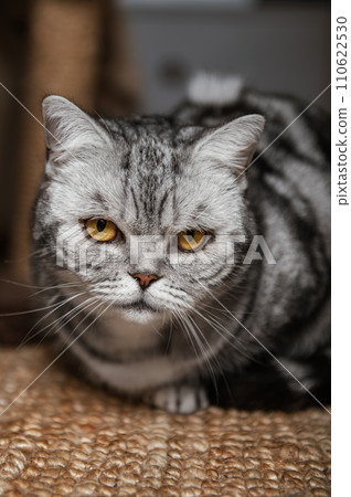 British shorthair silver tabby cat 110622530
