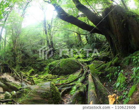 Mossy forest of Yakushima 110622606