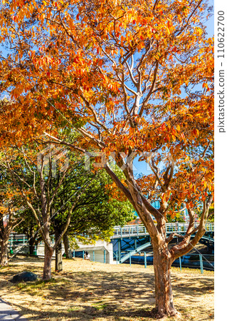 水邊之森公園的紅葉【長崎市】 水邊之森公園的紅葉【長崎市】 110622700