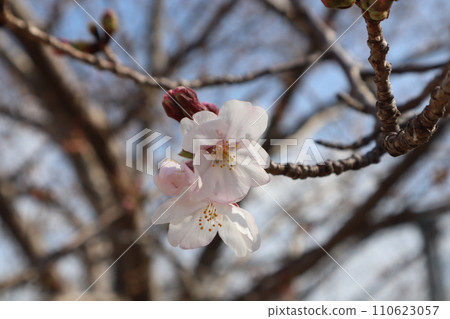 Cherry blossoms starting to bloom 110623057