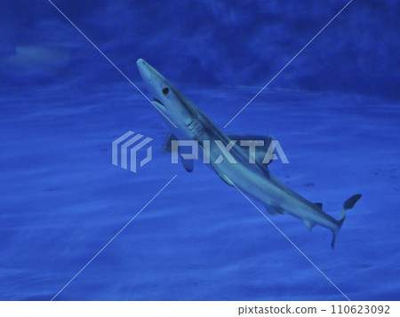 Blue shark 110623092