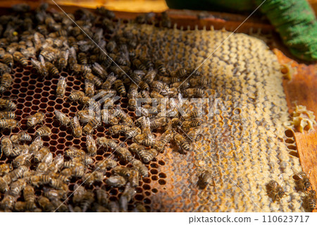 Working bees on the brown honeycomb with sweet honey.. 110623717