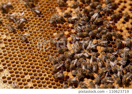Working bees in a hive on honeycomb. Bees inside hive with sealed and open cells for their young.. 110623719