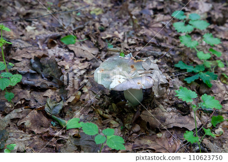 Russula virescens - mushroom commonly known as the green-cracking russula, the quilted green russula, or the green brittlegill mushroom.. Russula virescens - mushroom commonly known as the green-cracking russula, the quilted green russula, or the green brittlegill mushroom.. 110623750