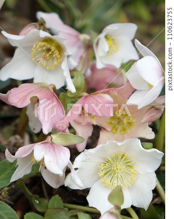 聖誕節玫瑰 聖誕節玫瑰 110623755