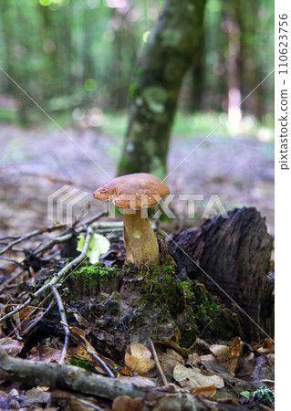 Single Boletus edulis or porcini mushroom growing in the forest. . 110623756