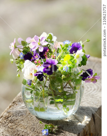 中提琴編排 中提琴編排 110623757