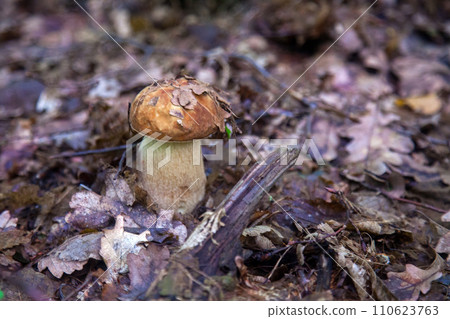 Single Boletus edulis or porcini mushroom growing in the forest. . 110623763