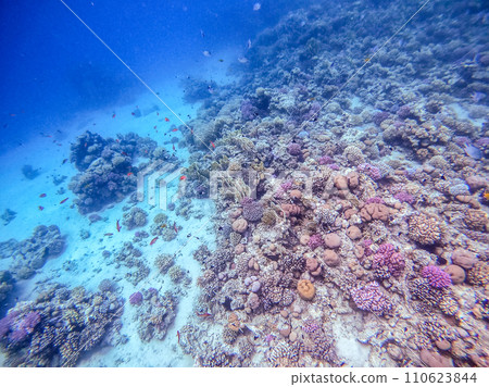 Underwater life of reef with corals, shoal of Lyretail anthias (Pseudanthias squamipinnis) and other kinds of tropical fish. Coral Reef at the Red Sea, Egypt. Underwater life of reef with corals, shoal of Lyretail anthias (Pseudanthias squamipinnis) and other kinds of tropical fish. Coral Reef at the Red Sea, Egypt. 110623844