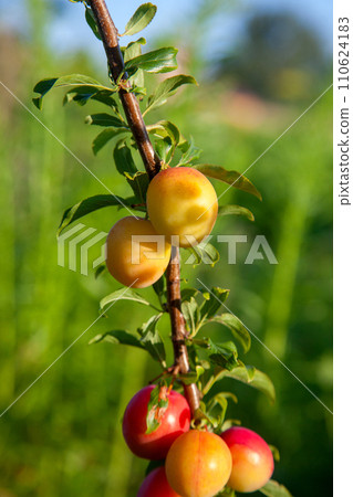 Ripe cherry plum berries in the garden on a tree. Growing cherry plums in a orchard.. Ripe cherry plum berries in the garden on a tree. Growing cherry plums in a orchard.. 110624183